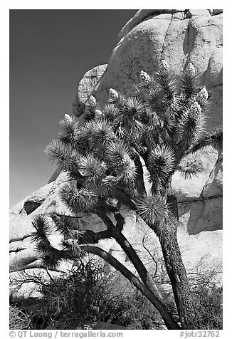 Joshua Tree in bloom and boulders, Hidden Valley Campground. Joshua Tree National Park, California, USA.