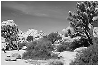 Campers, Hidden Valley Campground. Joshua Tree National Park, California, USA. (black and white)