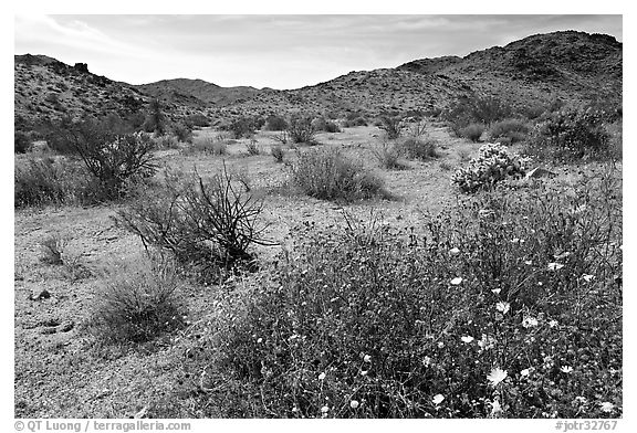 Wildflowers, volcanic hills, and Hexie Mountains. Joshua Tree National Park (black and white)