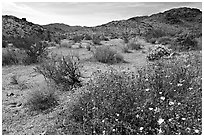 Wildflowers, volcanic hills, and Hexie Mountains. Joshua Tree National Park, California, USA. (black and white)