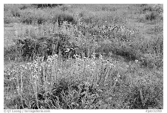 Close-up of flower carpet of Arizona Lupine, Desert Dandelion, Chia, and Brittlebush, near the Southern Entrance. Joshua Tree National Park (black and white)