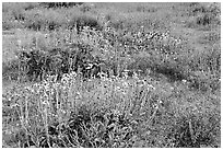 Close-up of flower carpet of Arizona Lupine, Desert Dandelion, Chia, and Brittlebush, near the Southern Entrance. Joshua Tree National Park ( black and white)