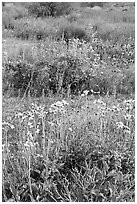 Close-up of wildflower carpet of Arizona Lupine, Desert Dandelion, Chia, and Brittlebush, near the Southern Entrance. Joshua Tree National Park ( black and white)