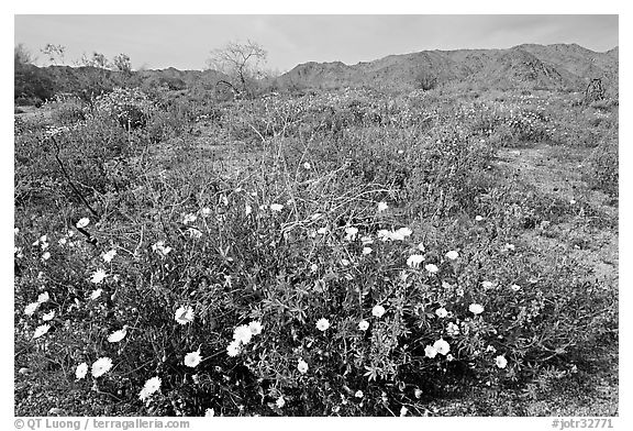 Arizona Lupine, Desert Dandelion, with Brittlebush and Cottonwood Mountains. Joshua Tree National Park, California, USA.