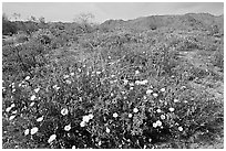 Arizona Lupine, Desert Dandelion, with Brittlebush and Cottonwood Mountains. Joshua Tree National Park, California, USA. (black and white)