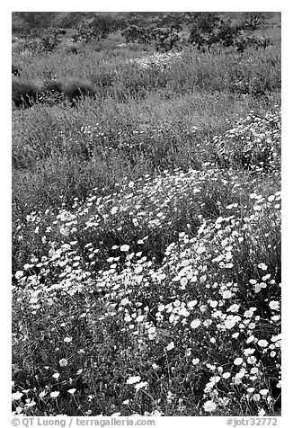 Desert Dandelion and Arizona Lupine close-up. Joshua Tree National Park (black and white)