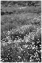 Desert Dandelion and Arizona Lupine close-up. Joshua Tree National Park ( black and white)