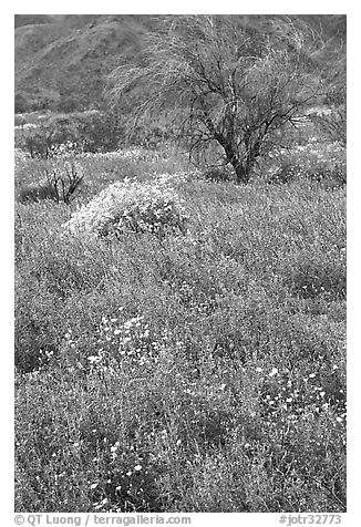 Carpet of Arizona Lupine, Desert Dandelion, and Brittlebush near the Southern Entrance. Joshua Tree National Park, California, USA.