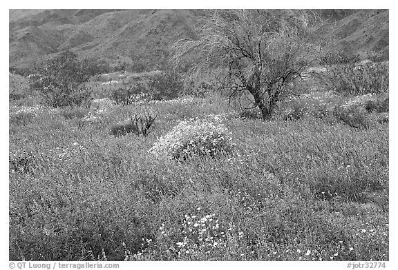 Carpet of Arizona Lupine, Desert Dandelion, and Brittlebush near the Southern Entrance. Joshua Tree National Park (black and white)