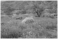 Carpet of Arizona Lupine, Desert Dandelion, and Brittlebush near the Southern Entrance. Joshua Tree National Park, California, USA. (black and white)