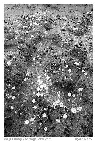 Chia and Desert Dandelion flowers. Joshua Tree National Park, California, USA.