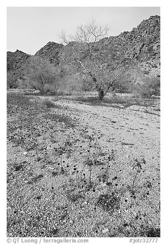 Blue Canterbury Bells and cottonwoods in a sandy wash. Joshua Tree National Park, California, USA.