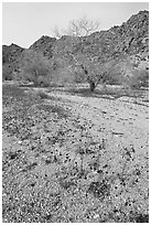 Blue Canterbury Bells and cottonwoods in a sandy wash. Joshua Tree National Park, California, USA. (black and white)