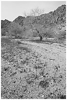 Blue Canterbury Bells and cottonwoods in a sandy wash. Joshua Tree National Park ( black and white)