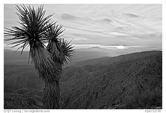 Yucca at sunset, Keys View. Joshua Tree National Park (black and white)