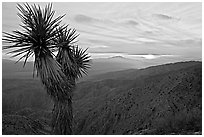 Yucca at sunset, Keys View. Joshua Tree National Park, California, USA. (black and white)