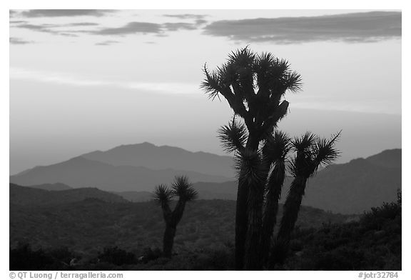 Yucca at sunrise near Keys View. Joshua Tree National Park, California, USA.