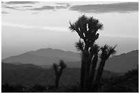 Yucca at sunrise near Keys View. Joshua Tree National Park, California, USA. (black and white)