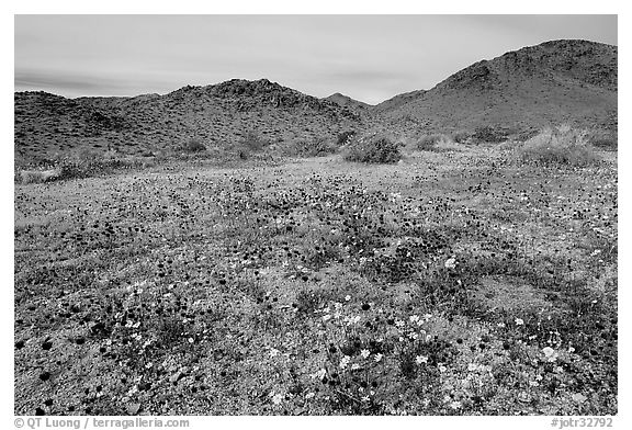 Desert Daisy, Chia flowers, and Hexie Mountains. Joshua Tree National Park (black and white)
