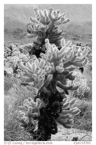 Jumping Cholla cactus. Joshua Tree National Park (black and white)