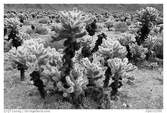 Cholla cactus. Joshua Tree National Park (black and white)