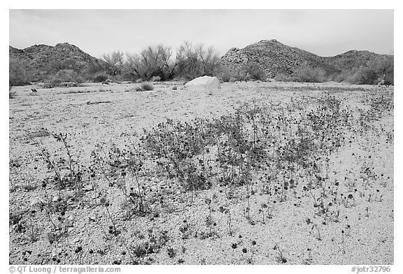 Cluster of blue Canterbury Bells in a sandy wash. Joshua Tree National Park, California, USA.