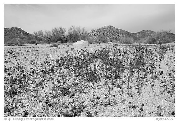 Blue Canterbury Bells growing out of a sandy wash. Joshua Tree National Park, California, USA.