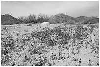 Blue Canterbury Bells growing out of a sandy wash. Joshua Tree National Park ( black and white)