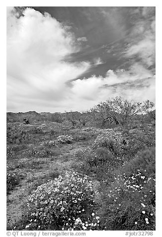 Brittlebush, Desert Dandelion, cottonwoods, and Cottonwood Mountains. Joshua Tree National Park, California, USA.