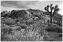 Flowering desert shrub, joshua trees, and rocks. Joshua Tree National Park, California, USA. (black and white)