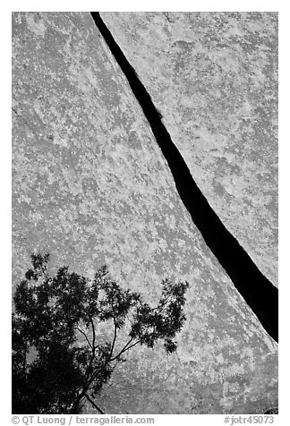 Crack and shrub. Joshua Tree National Park (black and white)