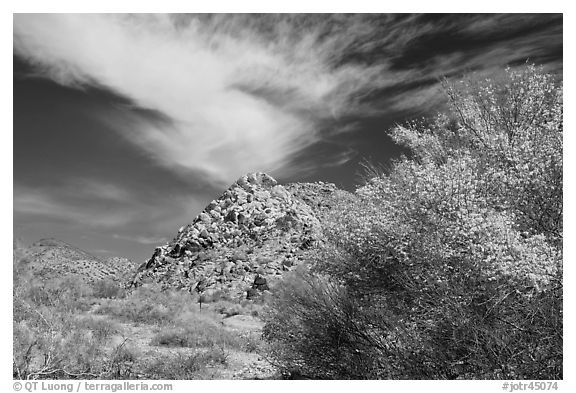 Palo Verde in bloom, rock pile, and cloud. Joshua Tree National Park, California, USA.