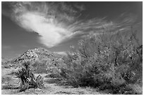 Sandy wash and palo verde in spring. Joshua Tree National Park, California, USA. (black and white)