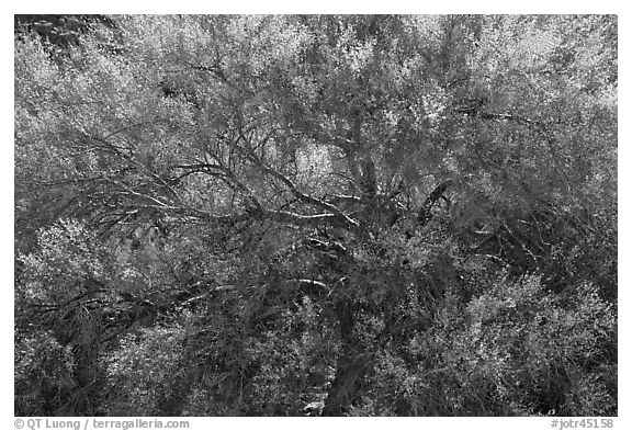 Backlit palo verde. Joshua Tree National Park, California, USA.