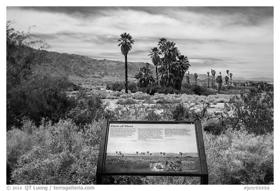 Interpretive sign, Oasis de Mara. Joshua Tree National Park (black and white)