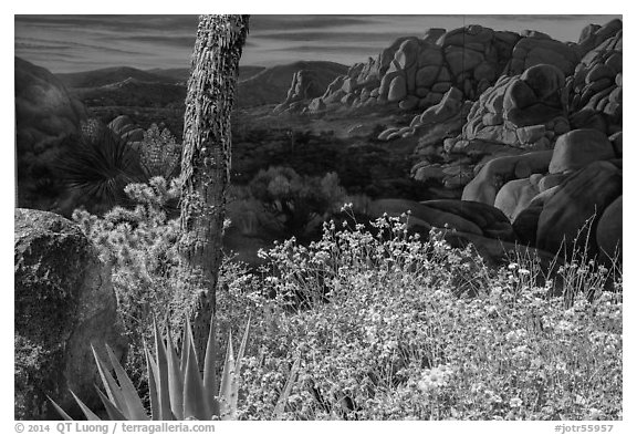 Flowers and mural. Joshua Tree National Park (black and white)
