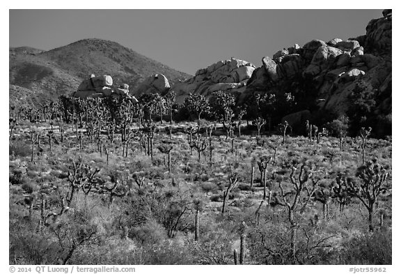 Joshua trees, rocks, and Ryan Mountain. Joshua Tree National Park (black and white)