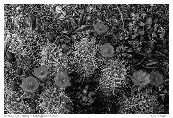 Ground view with pine cones and claret cup cactus in bloom. Joshua Tree National Park (black and white)