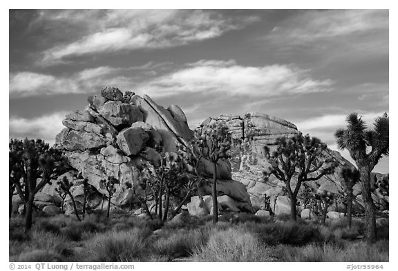 Joshua trees and piled-up boulders, late afternoon. Joshua Tree National Park (black and white)
