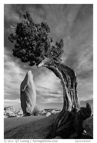 Balanced rock and leaning juniper, Jumbo Rocks. Joshua Tree National Park (black and white)