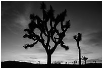 Joshua Trees silhouetted against colorful sunset. Joshua Tree National Park ( black and white)