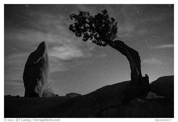 Juniper and balanced pointed rock at night. Joshua Tree National Park (black and white)