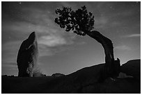 Juniper and balanced pointed rock at night. Joshua Tree National Park ( black and white)