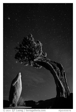 Pointed monolith framed by juniper tree at night. Joshua Tree National Park (black and white)
