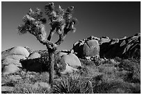 Joshua tree and rocks, morning. Joshua Tree National Park ( black and white)