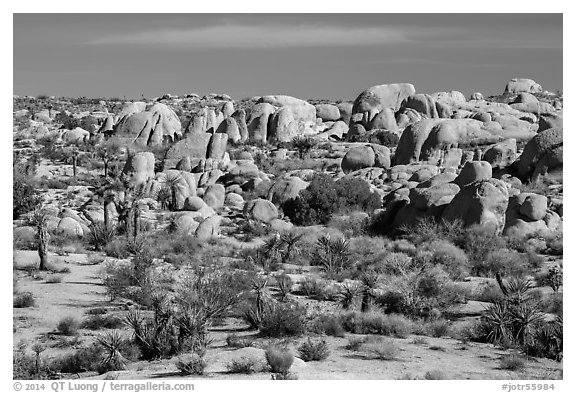 Boulders around White Tank. Joshua Tree National Park (black and white)