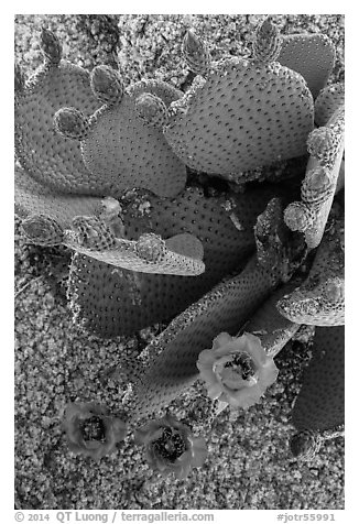 Beavertail cactus bloom. Joshua Tree National Park (black and white)