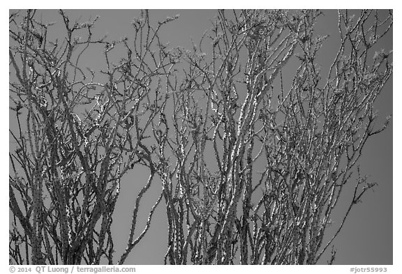 Ocotillo (Fouquieria splendens) in bloom. Joshua Tree National Park (black and white)