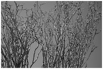 Ocotillo (Fouquieria splendens) in bloom. Joshua Tree National Park ( black and white)