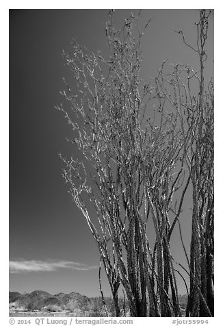 Coachwhip (Fouquieria splendens) in bloom and desert mountains. Joshua Tree National Park (black and white)